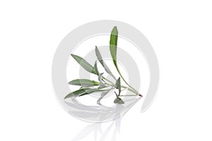 White sage, salvia apiana isolated on white background photo