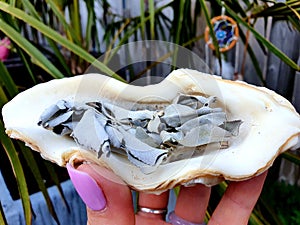 White sage in shell in garden with dreamcather magic spell tarot incense