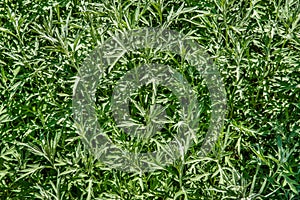 White Sagebrush plants