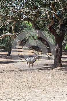 White Saharan Orix, Saber Orix, Saber Larch Antelope Oryx dammah