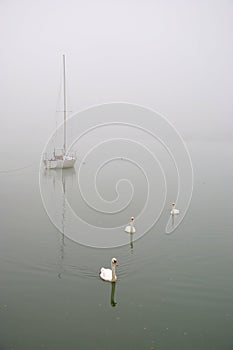 Blanco navegación un barco a 3 cisnes en niebla 