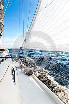 White sailing yacht at a speed swims to shore