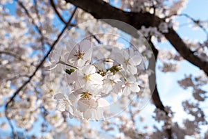 White sakura cherry blossoms branch on soft blue sky background,sun shine to sakura tree turn white color full bloom in spring sea