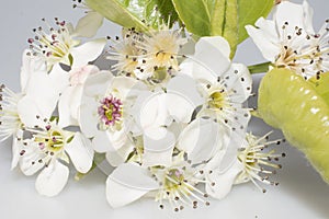 White Sakura Cherry Blossoms on Stem