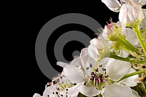 White Sakura Cherry Blossoms on Stem