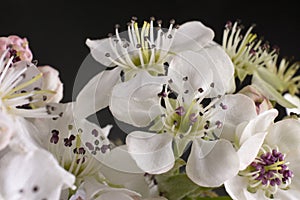 White Sakura Cherry Blossoms on Stem