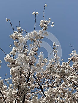 White sakura cherry blossoms on the tree under blue sky, beautiful cherry flowers background during spring season