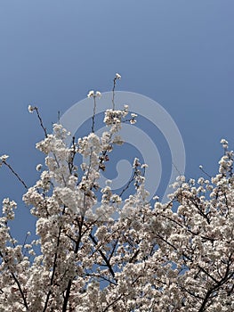 White sakura cherry blossoms on the tree under blue sky, beautiful cherry flowers background during spring season