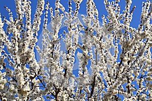 White sakura or cherry tree blossoms on a blue sky background with space for text.