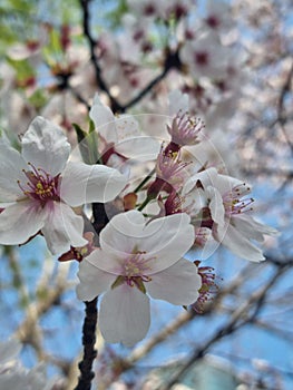 White Sakura Flower in Springday