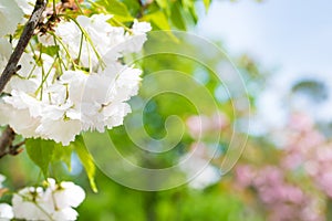 White sakura flowers on a spring cherry tree