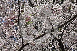 White sakura in Tokyo