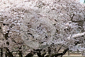 white sakura tree flower blooming nature background in spring