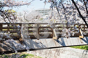 White sakura at wooden bridge Yamazaki river, Nagoya