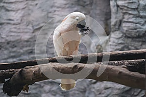 White salmon crested cockatoo birds on wood perch