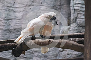 White salmon crested cockatoo birds on wood perch