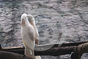 White salmon crested cockatoo birds on wood perch