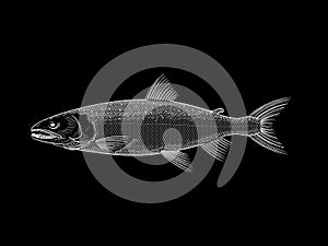 White Salmon illustration on black background