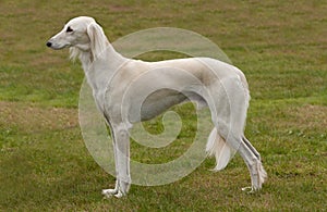 White Saluki or gazelle hound