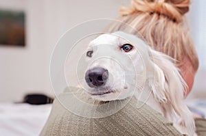 White Saluki sighthound or gazehound holding or resting its head or face on the shoulder of a girl or woman. White Persian