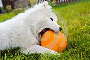 White Samoyed dog img