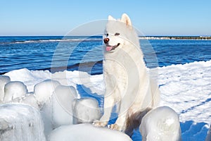 White Samoyed dog looking at the beautiful winter sea