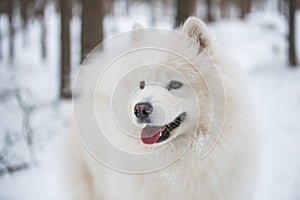 White Samoyed dog portrait closeup is in the winter forest