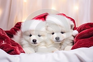 White Samoyed dog puppies in red Santa hats lie on a blanket under the Christmas tree against the background of