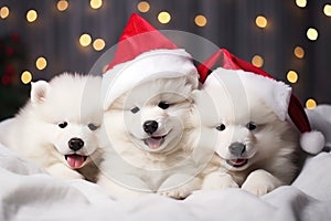 White Samoyed dog puppies in red Santa hats lie on a blanket under the Christmas tree against the background of