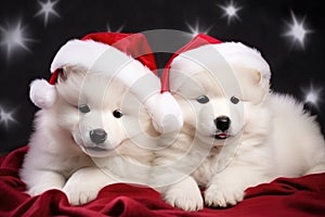 White Samoyed dog puppies in red Santa hats lie on a blanket under the Christmas tree against the background of