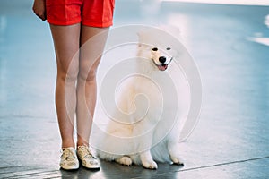 White Samoyed Dog Puppy Whelp Sitting On Floor