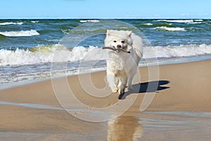 White Samoyed dog runs near the sea with a stick in his mouth.