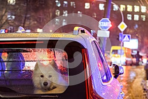 A white Samoyed dog with sad eyes sits in the car during the rain on the evening street of a big city.