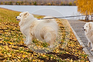 White Samoyed dogs on a leash walking on yellow leaves