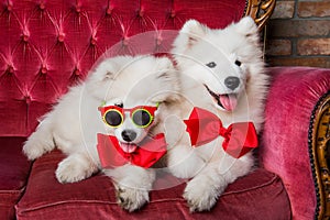 White Samoyed dogs on the red luxury couch