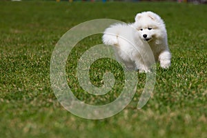 White Samoyed Puppy Dog