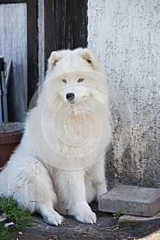 White Samoyed puppy sits in the courtyard. Dog in nature, a walk