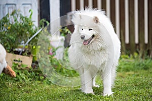 White Samoyed puppy sits on the green grass. Dog in nature, a walk in the park