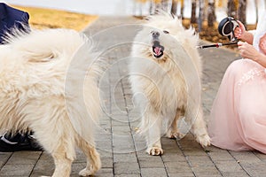 White samoyeds on a leash for a walk
