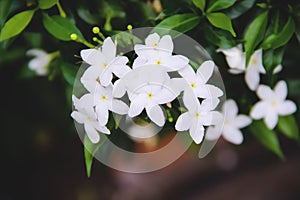 White sampaguita jasmine officinale jasminum flower blooming in   natural garden background