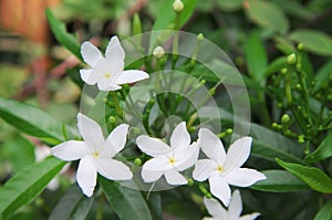 White sampaguita jasmine top view blooming with bud inflorescence and green leaves in nature garden background