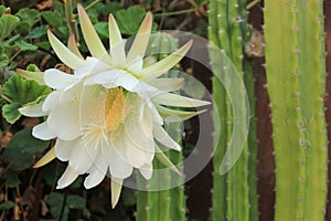 White San Pedro Cactus bloom in a California garden
