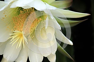 White San Pedro Cactus bloom close up