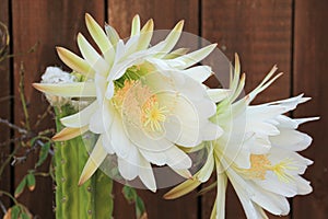 White San Pedro Cactus blooms which last for a day