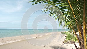 white sand beach with blue water and sky with young coconut palm