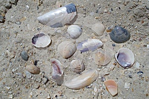 White sand beach with close-up pearl shells.