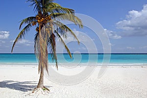 Bílý písek pláž kokos palma 
