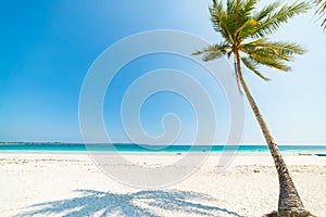 White sand beach coconut trees and palm frond, turquoise blue water, tropical paradise, travel destination, Kei Island, Moluccas,