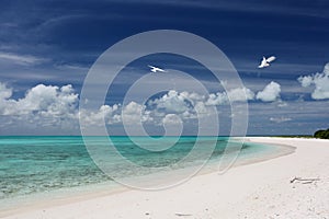 White sand beach on Cook Islet