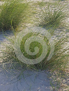 On the white sand of the beach, green bushes are born at the end of summer photo